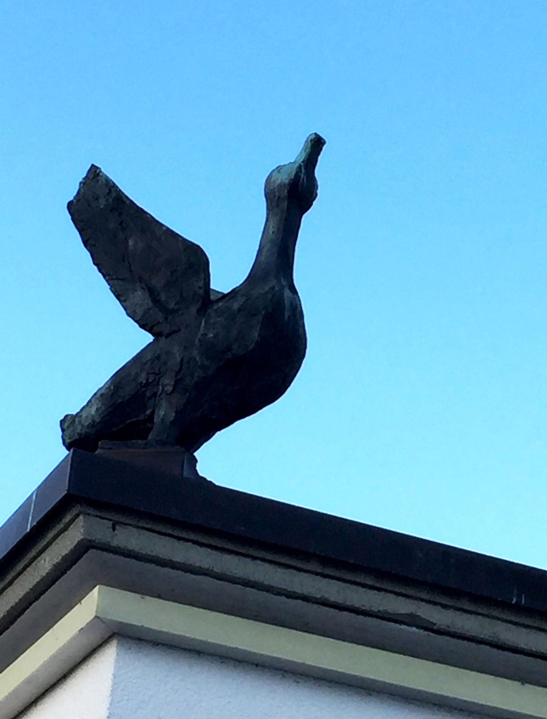 Gans – More views 4